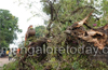 Heavy rains uproot mango tree at Attavar